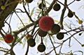 Nere,African locust bean,Dombou